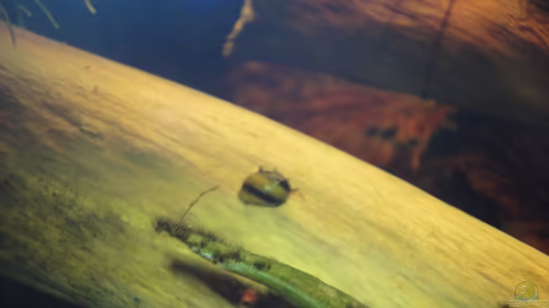 Besatz im Aquarium Asiatischer Bachlauf ( nur noch als Beispiel) von Heiko Stracke (68)