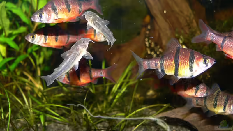 Besatz im Aquarium Asiatisches Ufer von derflo (19)