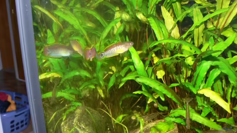 Besatz im Aquarium Asiatisches Ufer von derflo (27)