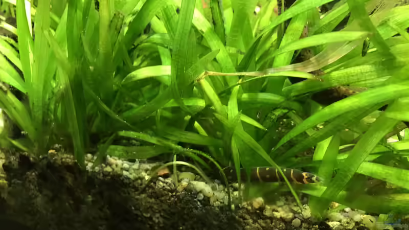 Besatz im Aquarium Asien / Australien von H.T. (35)