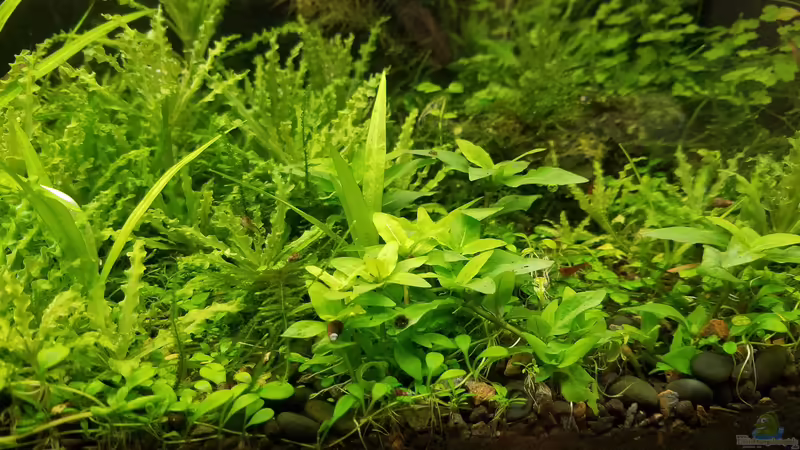 Besatz im Aquarium Asien 2019 von Smo (33)