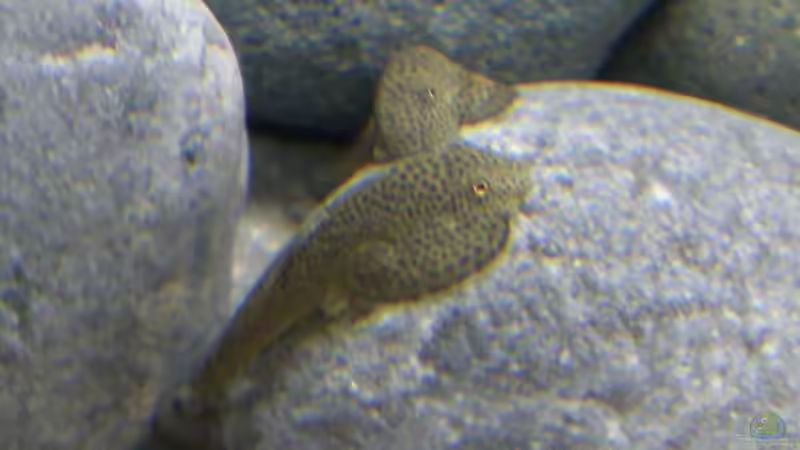 Besatz im Aquarium Asien-Bachbecken von honey112 (2)