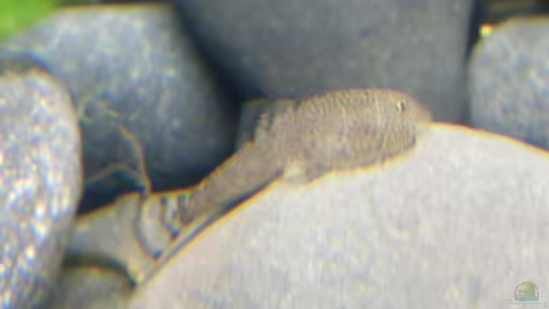 Besatz im Aquarium Asien-Bachbecken von honey112 (4)