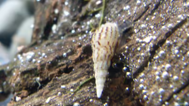 Besatz im Aquarium Asien-Bachbecken von honey112 (5)