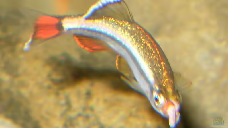 Besatz im Aquarium Asien-Bachbecken von honey112 (6)