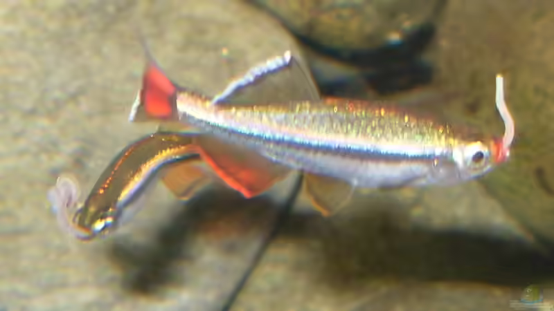 Besatz im Aquarium Asien-Bachbecken von honey112 (7)