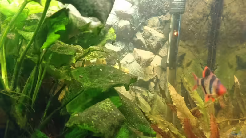 Besatz im Aquarium Asien mit Panzerwels von Frank S (22)