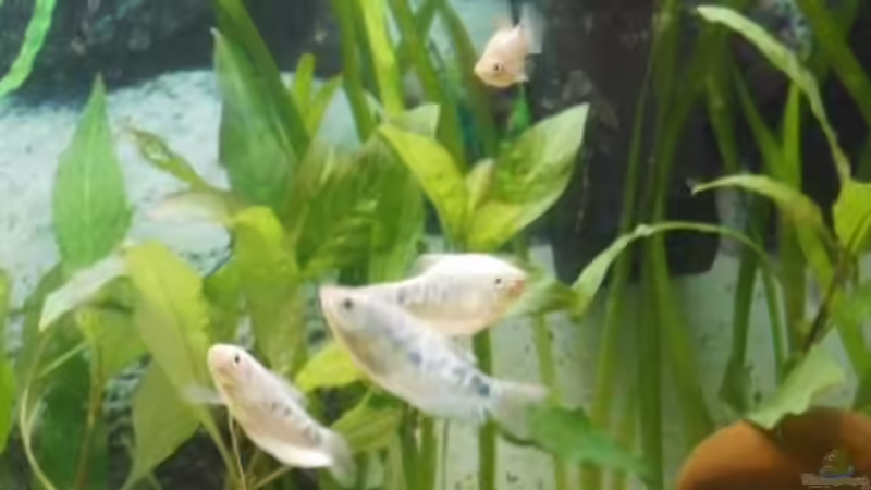 Besatz im Aquarium Asien trifft Amerika von Benni King (9)