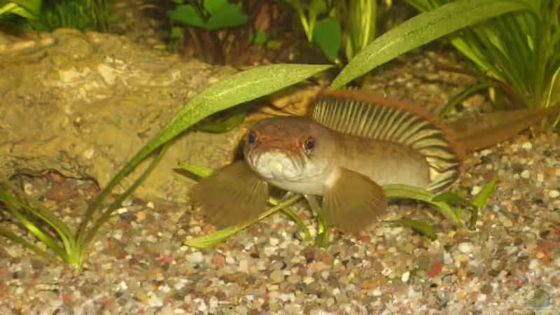 Besatz im Aquarium Asien von bobbyfee (12)