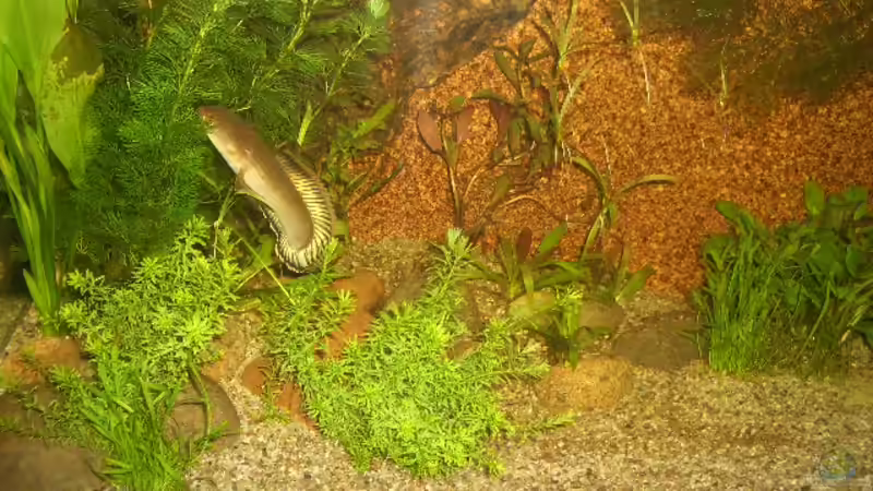 Besatz im Aquarium Asien von bobbyfee (13)