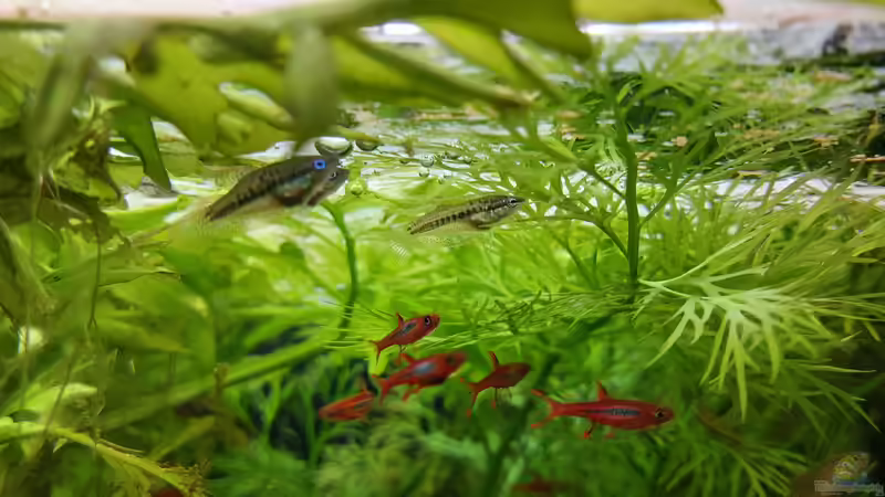 Besatz im Aquarium Asien von DaniJeep (14)