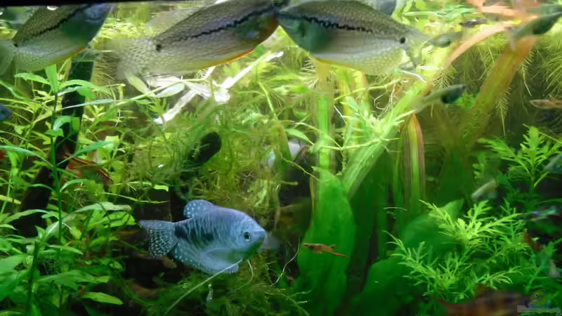 Besatz im Aquarium Asien von Martin Osing (8)