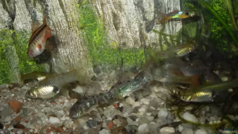 Besatz im Aquarium Asien von Martin Osing (9)