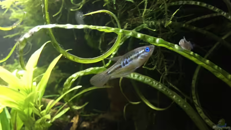 Besatz im Aquarium Asienbecken &quot;Badis ruber&quot; von Harald Kästner (27)