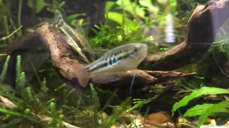 Besatz im Aquarium Asienbecken &quot;Badis ruber&quot; von Harald Kästner (28)
