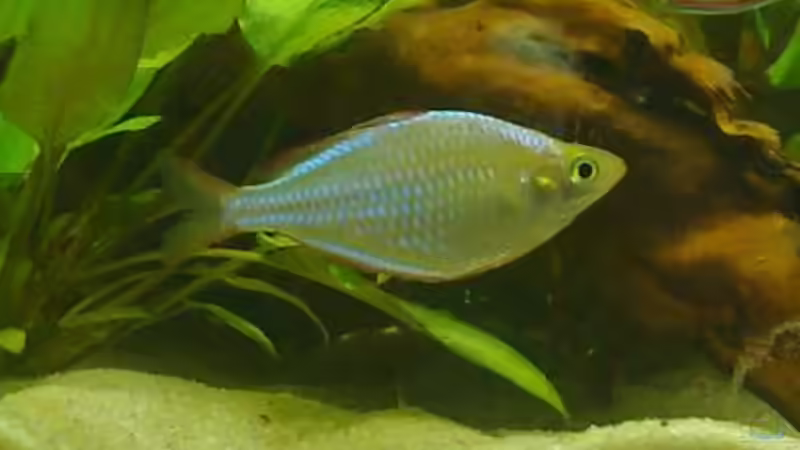 Besatz im Aquarium Asienbecken (Existiert nicht mehr) von Laura (23)