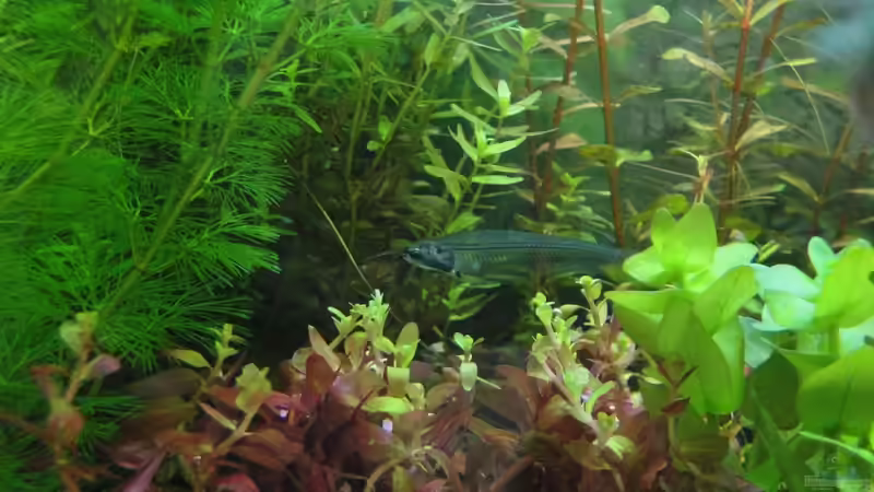 Besatz im Aquarium Asienbecken (Existiert nicht mehr) von Laura (25)