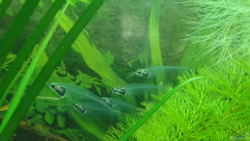 Besatz im Aquarium Asienbecken (Existiert nicht mehr) von Laura (26)