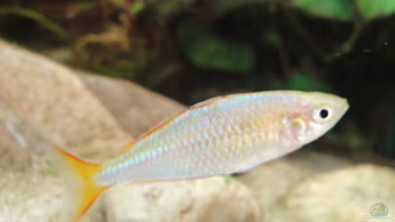 Besatz im Aquarium Asienbecken (Existiert nicht mehr) von Laura (28)