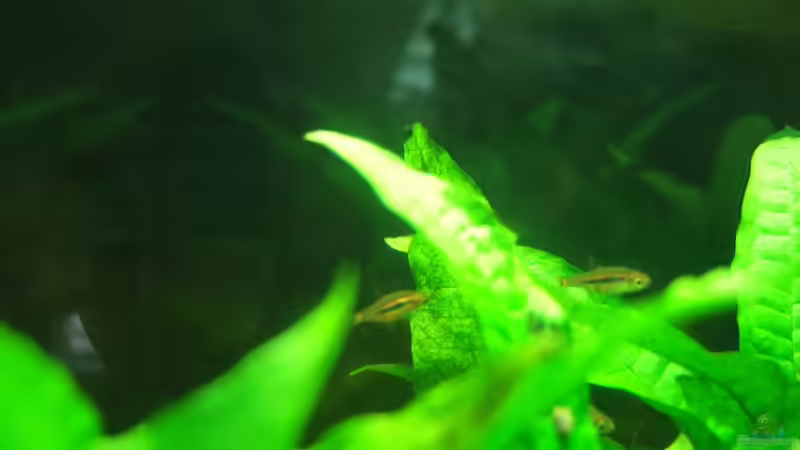 Besatz im Aquarium Asienbecken mit Boraras urophthalmoides von Kuller (4)