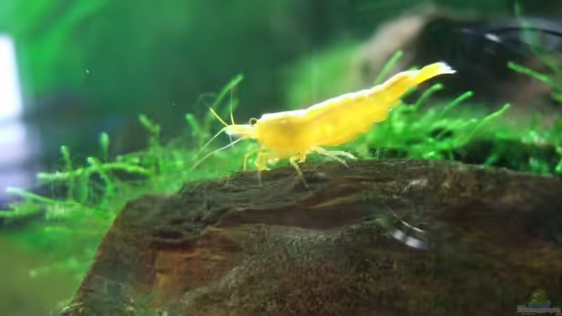 Besatz im Aquarium Asienbecken mit Boraras urophthalmoides von Kuller (5)