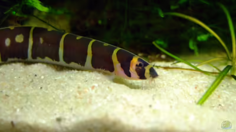 Besatz im Aquarium Asienbecken mit Trigonostigma espei von Kuller (3)