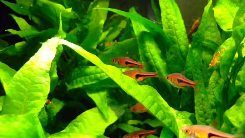 Besatz im Aquarium Asienbecken mit Trigonostigma espei von Kuller (4)