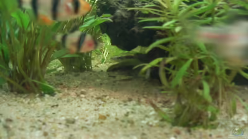 Besatz im Aquarium Asienbecken von Stalker (2)