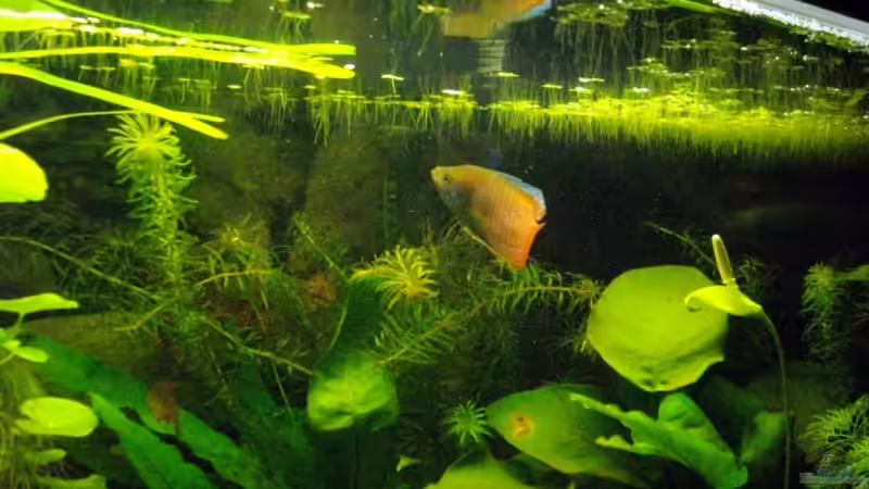 Besatz im Aquarium Asienreise auf kleinem Raum von Caricciola (16)