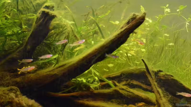 Besatz im Aquarium At the riverbank von Dominik (23)