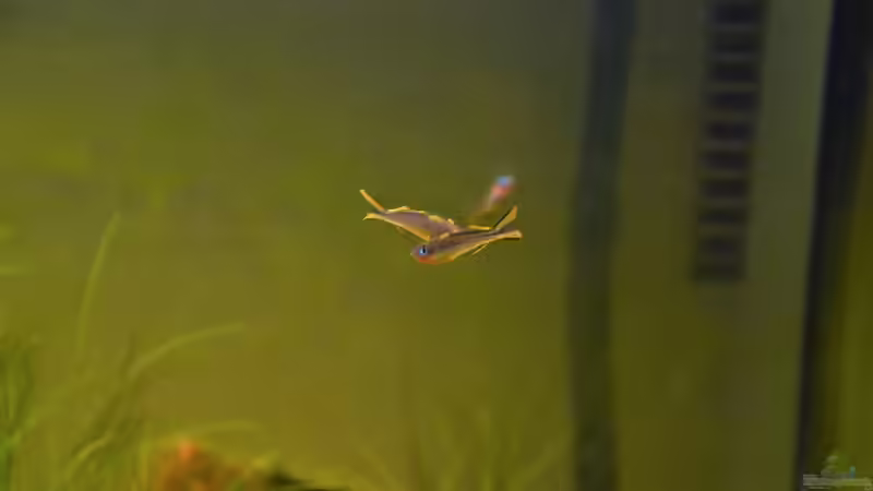 Besatz im Aquarium At the riverbank von Dominik (28)