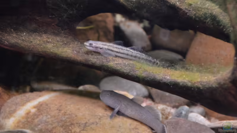 Besatz im Aquarium At the riverbank von Dominik (42)