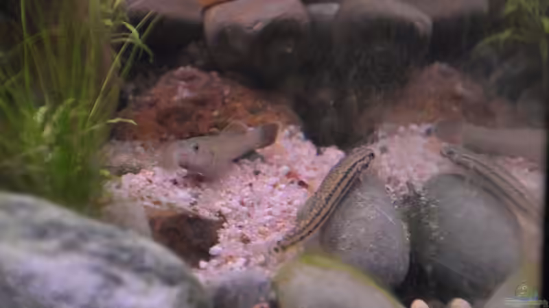 Besatz im Aquarium At the riverbank von Dominik (46)