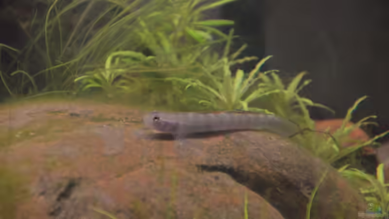 Besatz im Aquarium At the riverbank von Dominik (47)