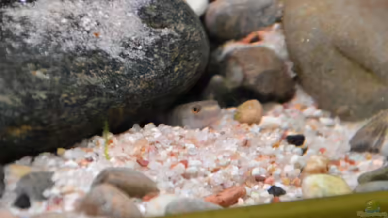 Besatz im Aquarium At the riverbank von Dominik (52)