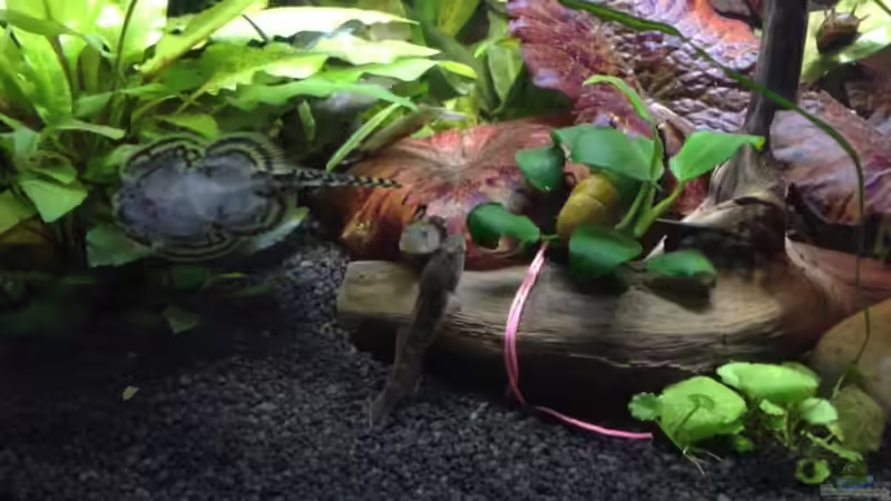 Besatz im Aquarium ATB Nano- Line Square 80 von Buschi (6)