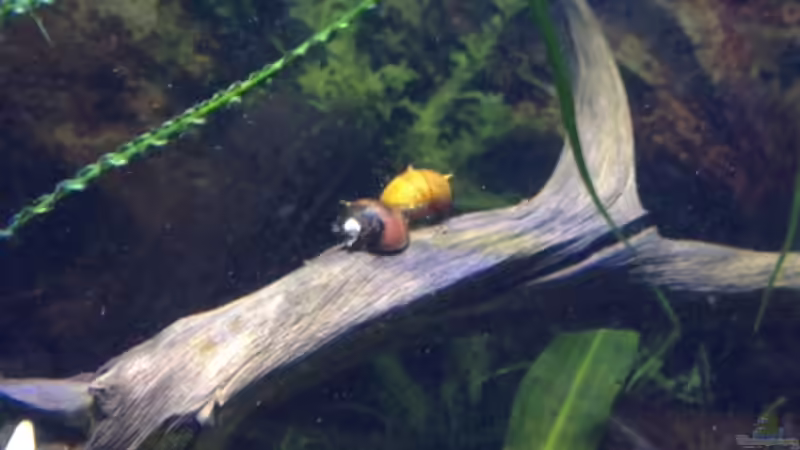 Besatz im Aquarium ATB Nano- Line Square 80 von Buschi (7)