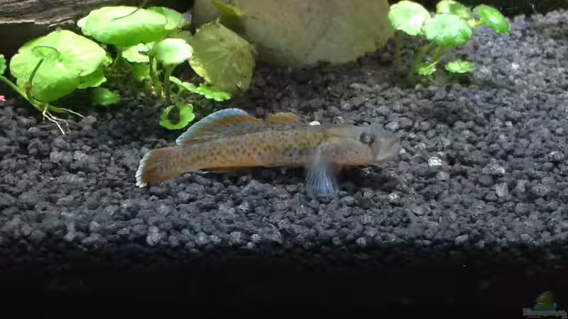 Besatz im Aquarium ATB Nano- Line Square 80 von Buschi (9)