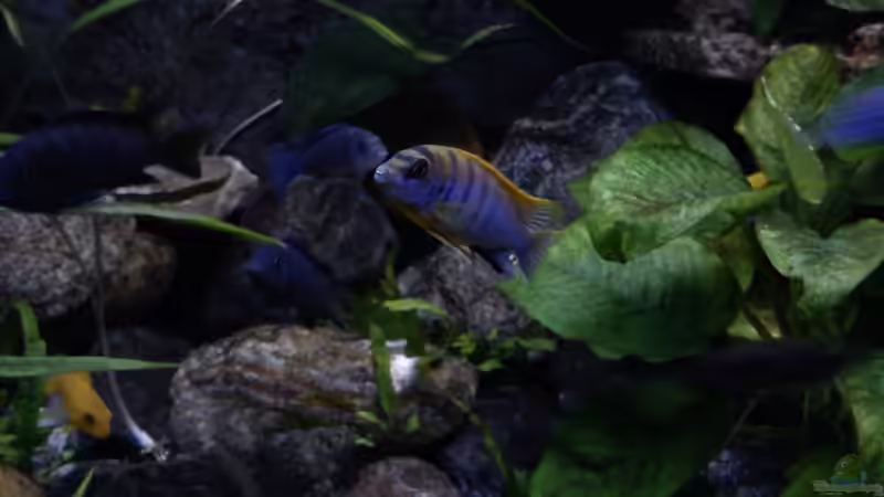 Besatz im Aquarium Atlantis von LaEy (54)