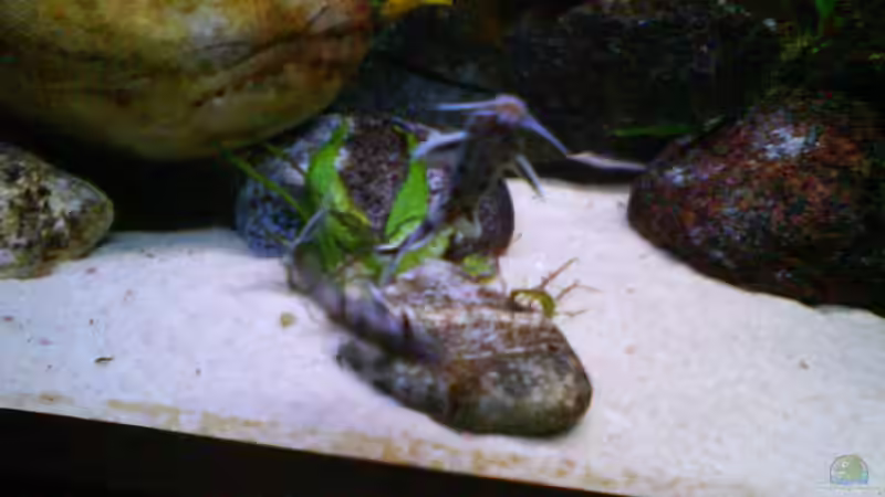 Besatz im Aquarium Atlantis von LaEy (55)