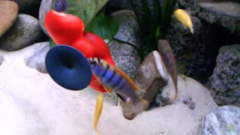 Besatz im Aquarium Atlantis von LaEy (61)