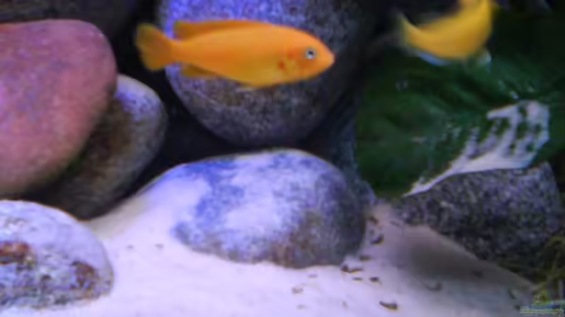 Besatz im Aquarium Atlantis von LaEy (62)