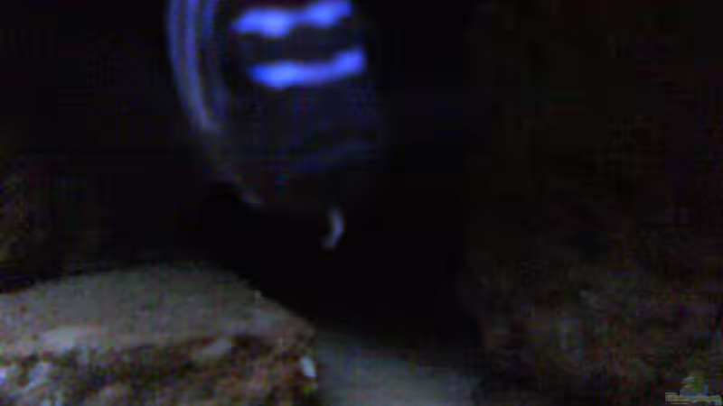 Besatz im Aquarium Atlantis von LaEy (71)