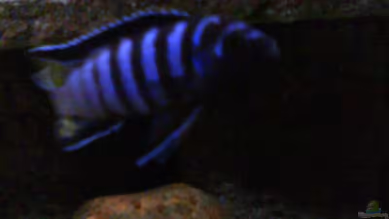 Besatz im Aquarium Atlantis von LaEy (73)