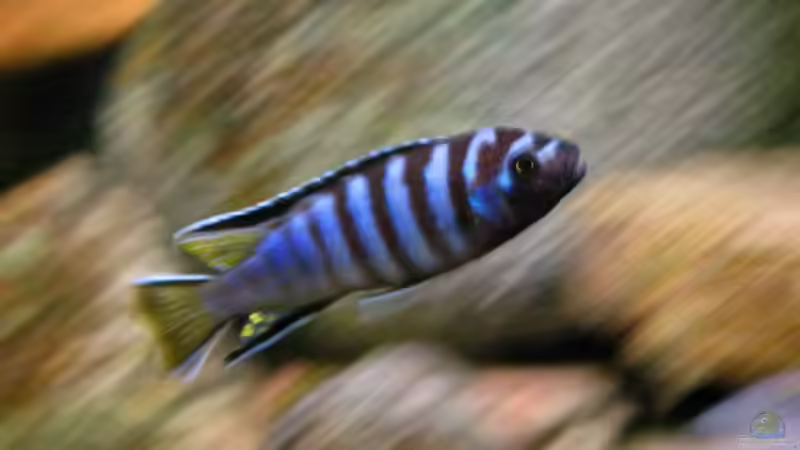 Besatz im Aquarium Atlantis von LaEy (75)