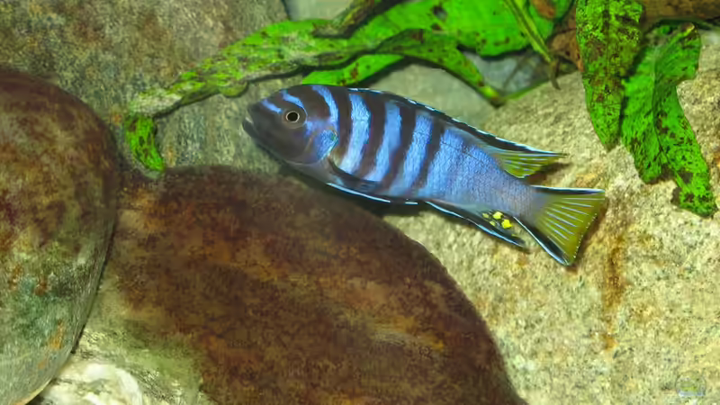 Besatz im Aquarium Atlantis von LaEy (77)