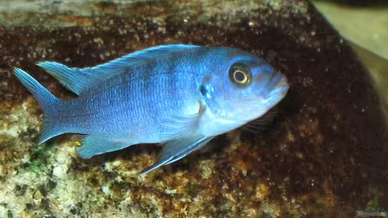 Besatz im Aquarium Atlantis von LaEy (82)