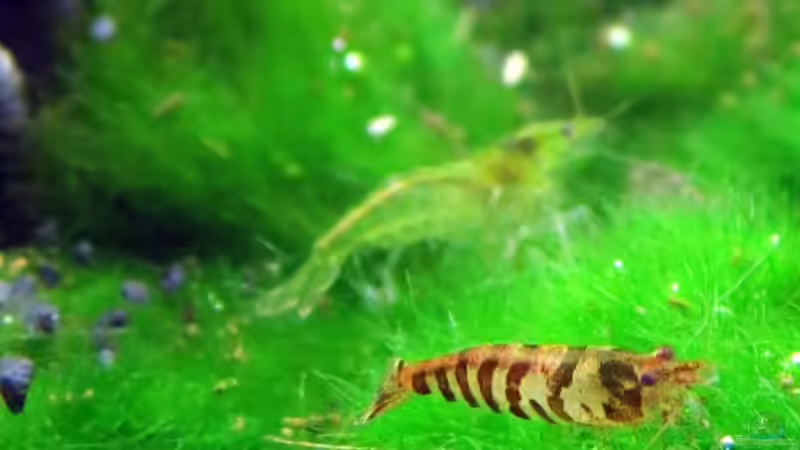 Besatz im Aquarium Auf dem blauen Berge leben wir;) von Supernova (23)