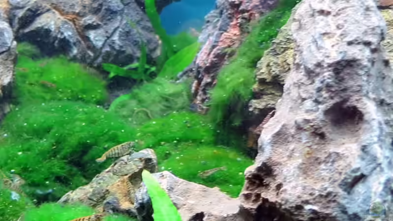 Besatz im Aquarium Auf dem blauen Berge leben wir;) von Supernova (26)