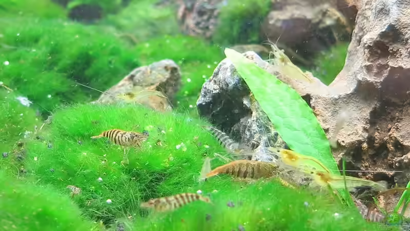 Besatz im Aquarium Auf dem blauen Berge leben wir;) von Supernova (27)